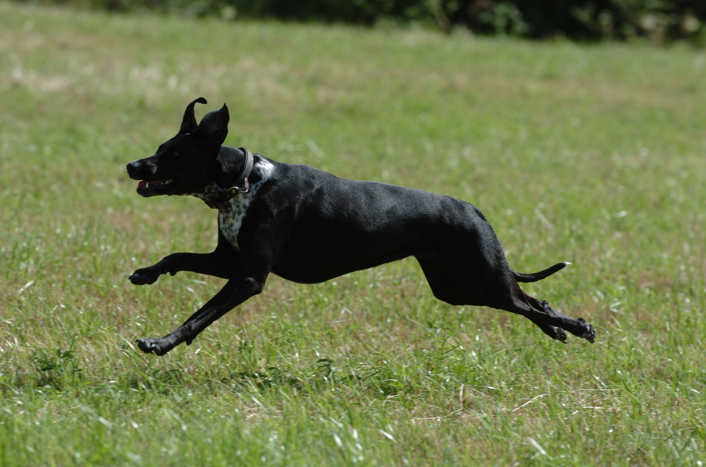Dicker Hund Was nun? www.dogsconsulting.de