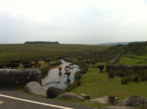 Glückliche Kühe im Dartmoor