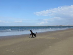 Strand und Meer, ein traumhafter Spielplatz für Hunde