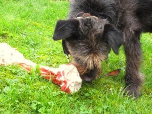 Freude an frischer Kost