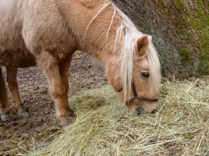 Rauhfutter ist das Wichtigste für ein Pony