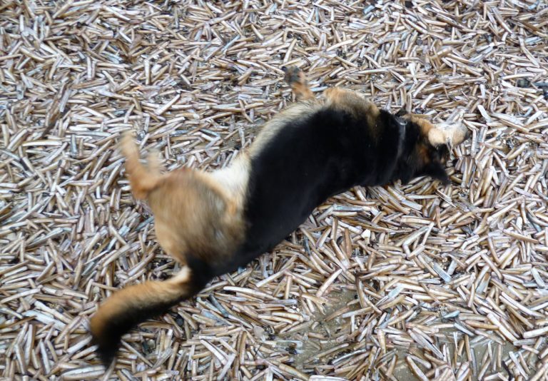 Natron für den Hund? www.dogsconsulting.de