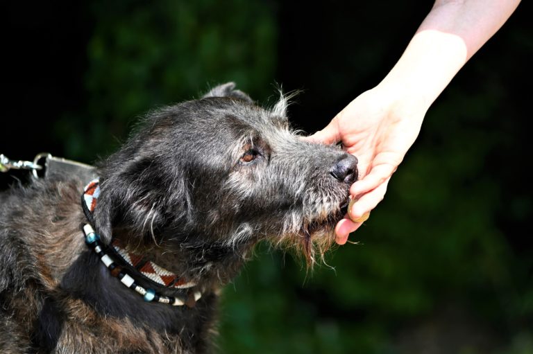 Hunde richtig streicheln Tipps für eine positive Interaktion www.dogsconsulting.de