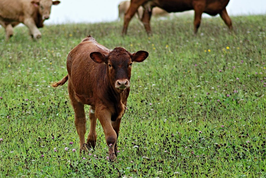 Neosporose: Was ist das? Eine unterschätzte Gefahr für Tiere!