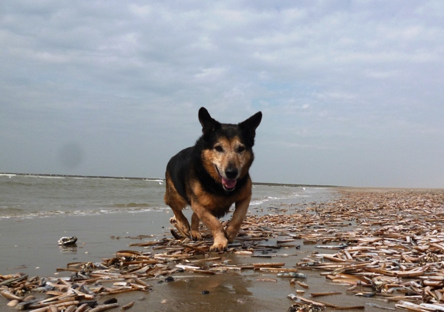 Krebs bei Hunden: Ein Leitfaden für Tierbesitzer*innen