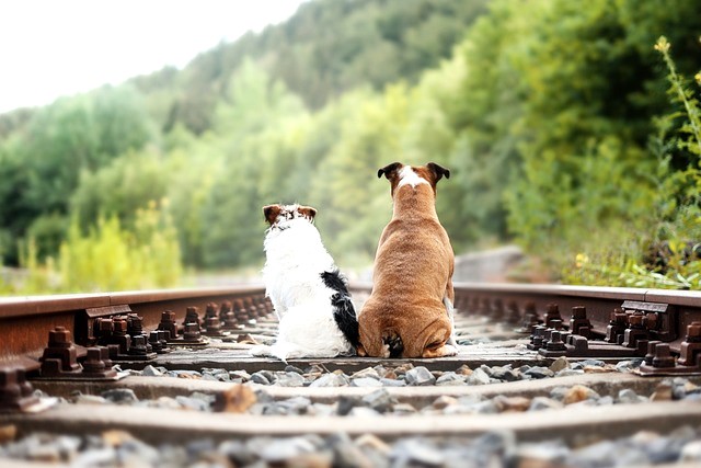 Bahnreisen mit 4 Pfoten