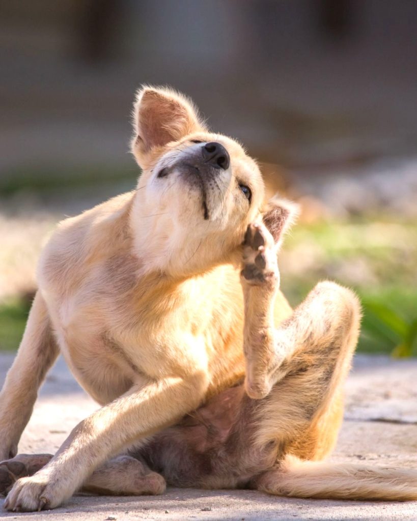 Unverträglichkeit oder doch Allergie