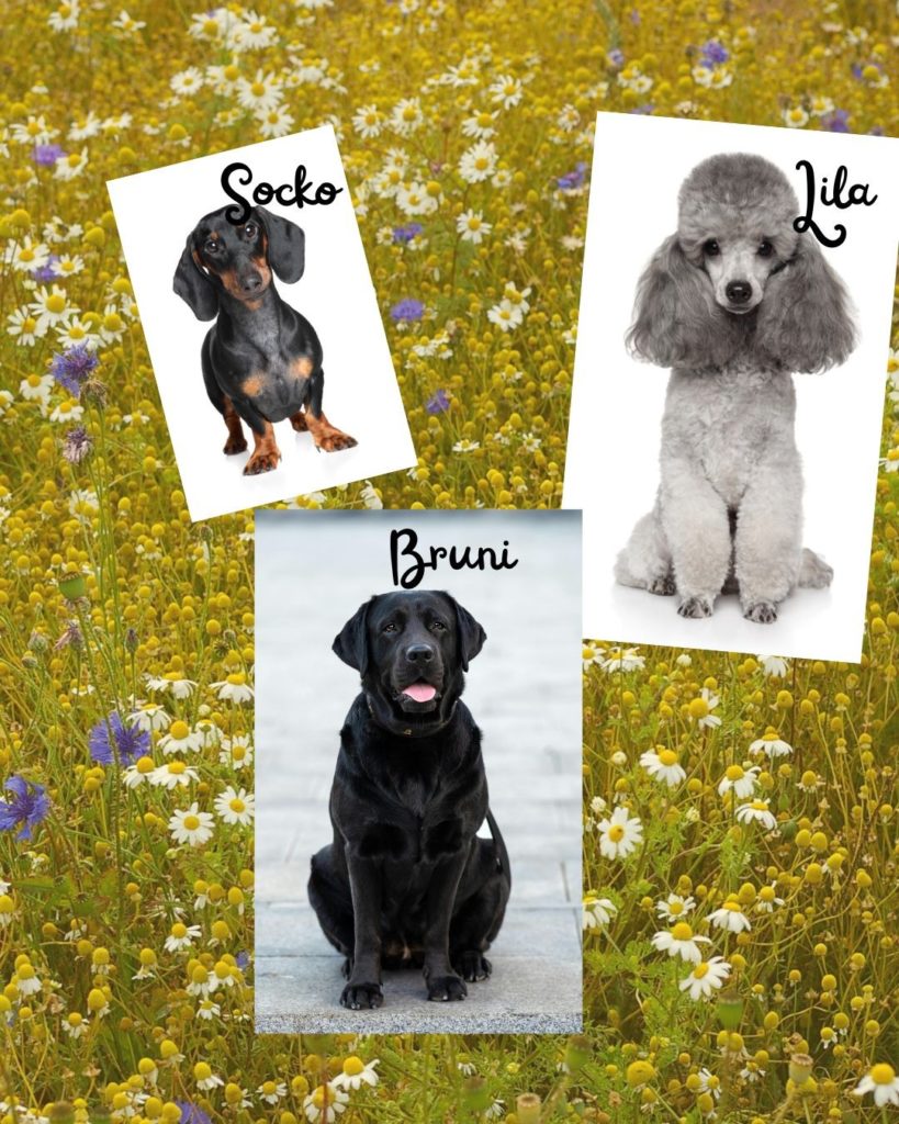 Die Abenteuer von Socko, Lila und Bruni: Der Schnüffelnasen-Club