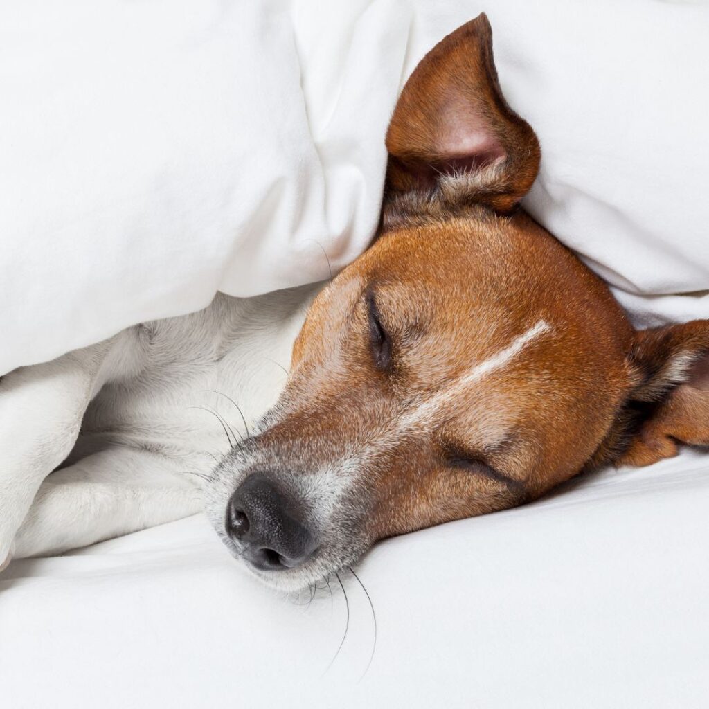 Hund im Bett oder doch lieber nicht